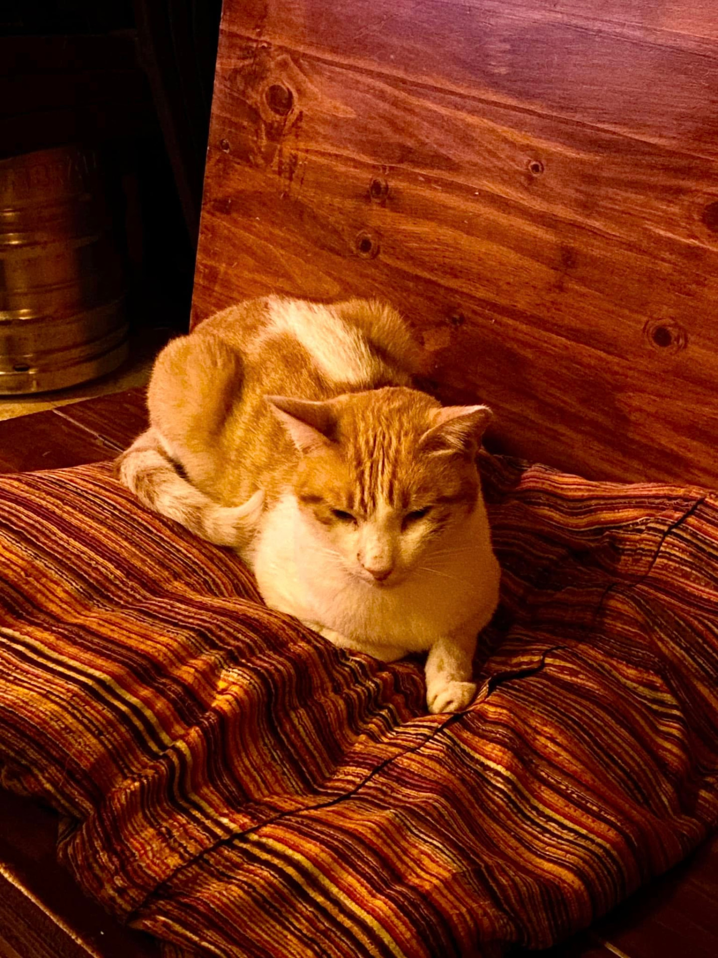 The famous ginger resident cat of Castle Bar & Café curled up on a striped cushion